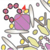 Fandango SuperDuo Pendant Beading Instructions